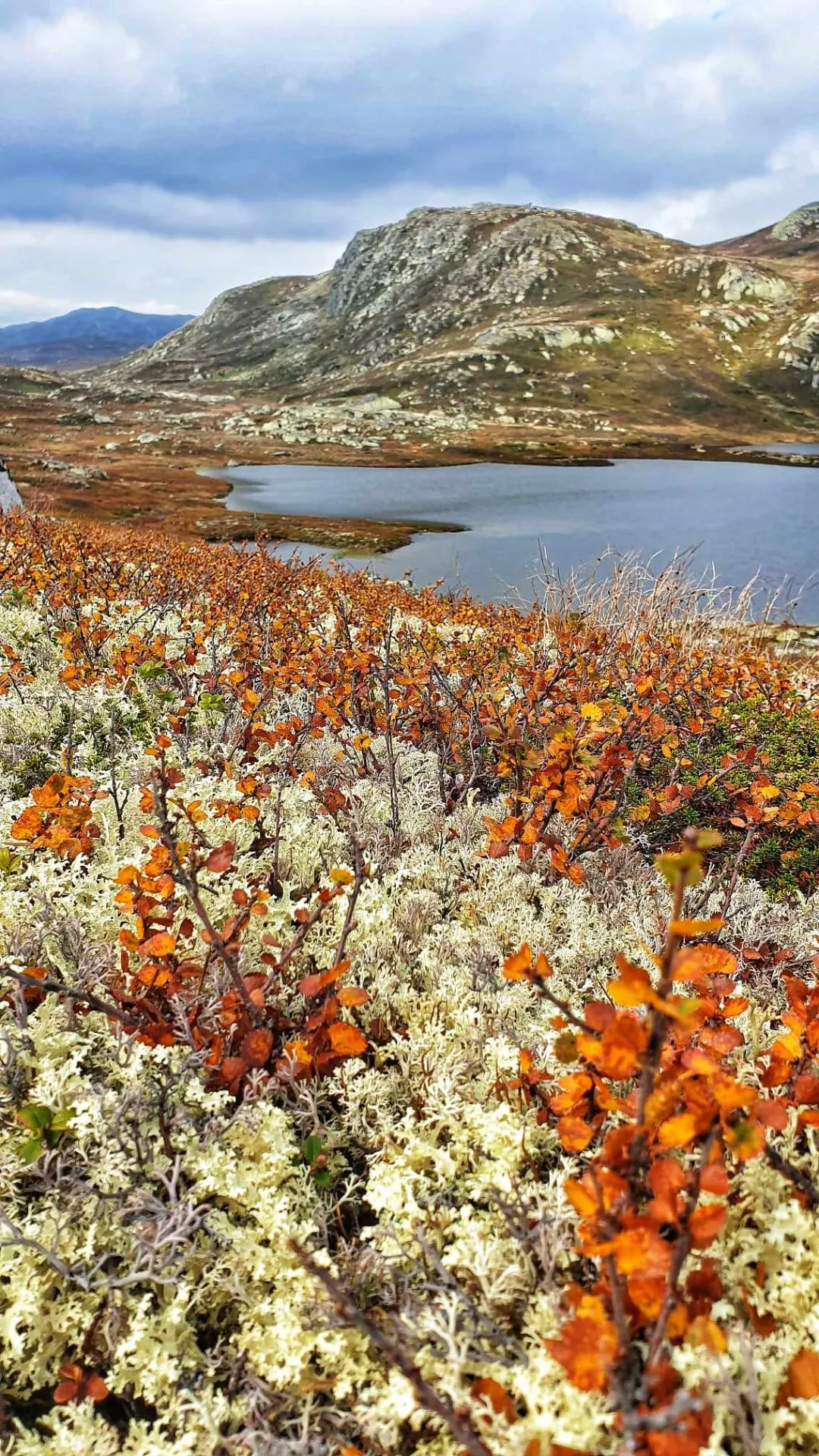 Fjellvann med oransje lyng og hvit lav