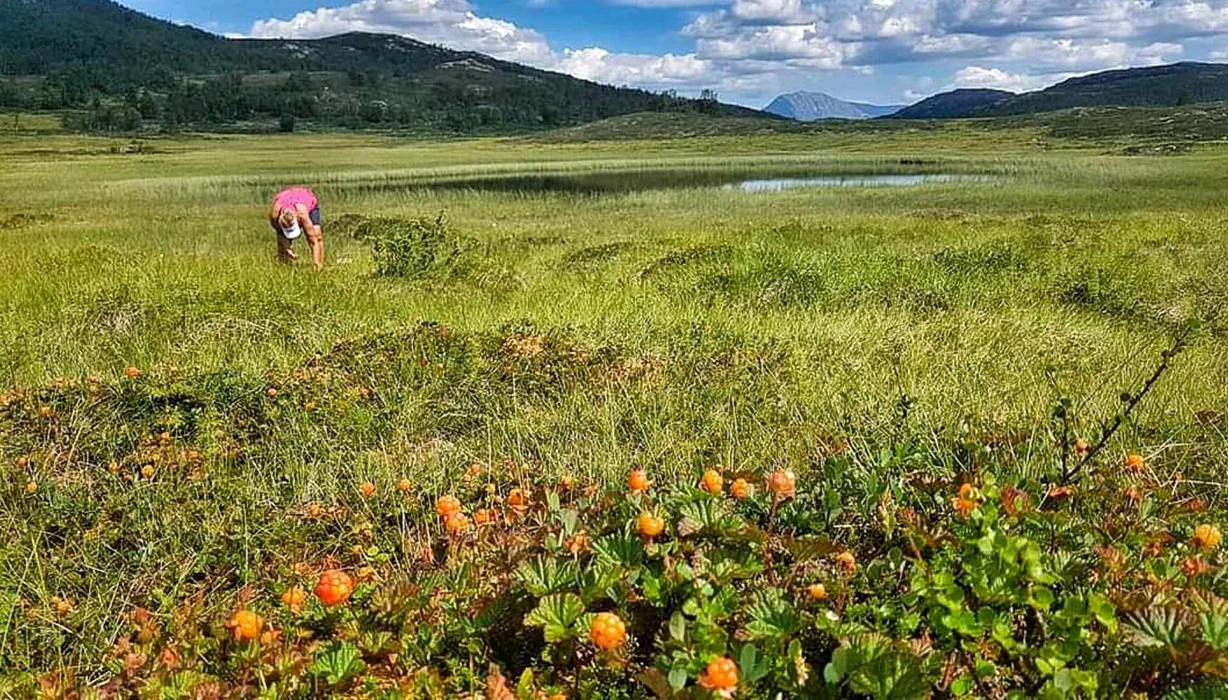 Person plukker molter på myr med fjell i bakgrunnen nær Rauland
